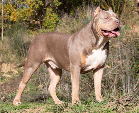 american bully xl.